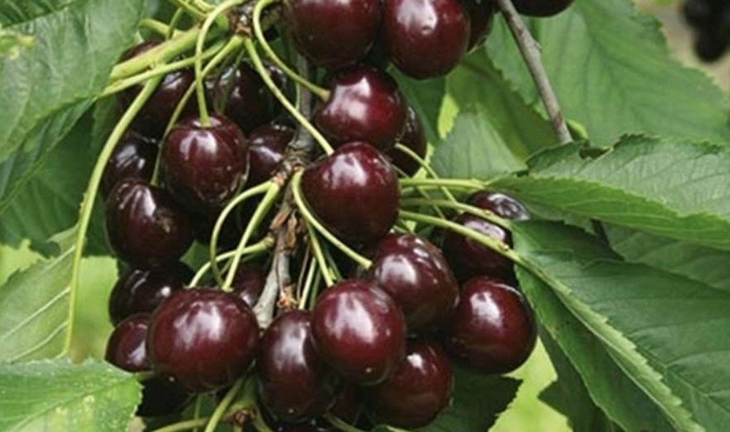 Где купить ягоды свежей черешни в Спб 1 ocinkovannyy profnastil